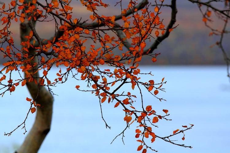 Finnish Lapland