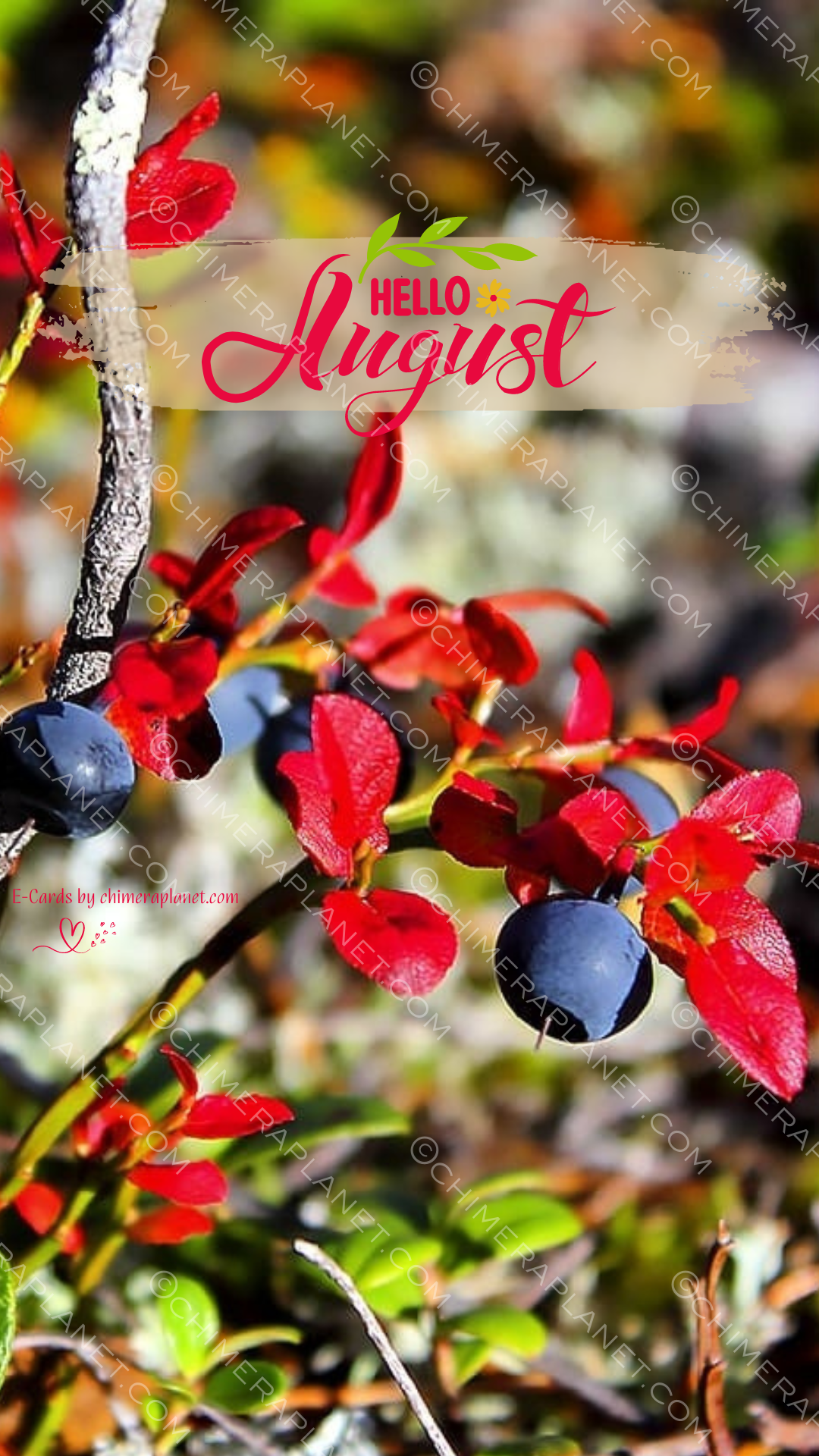 Hello August. E-Card