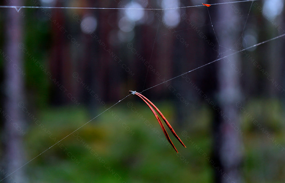 Autumn macro