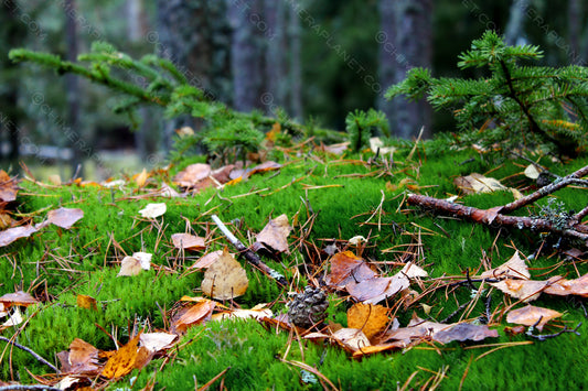 Autumn in the forest