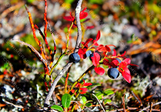 Blueberry with red leaves