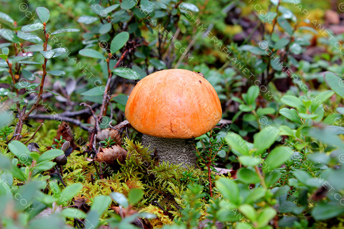 Cute mushroom