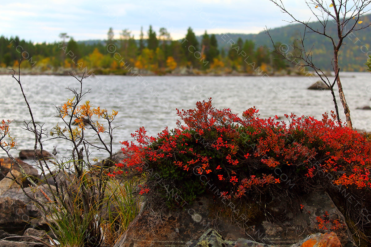 Autumn colors