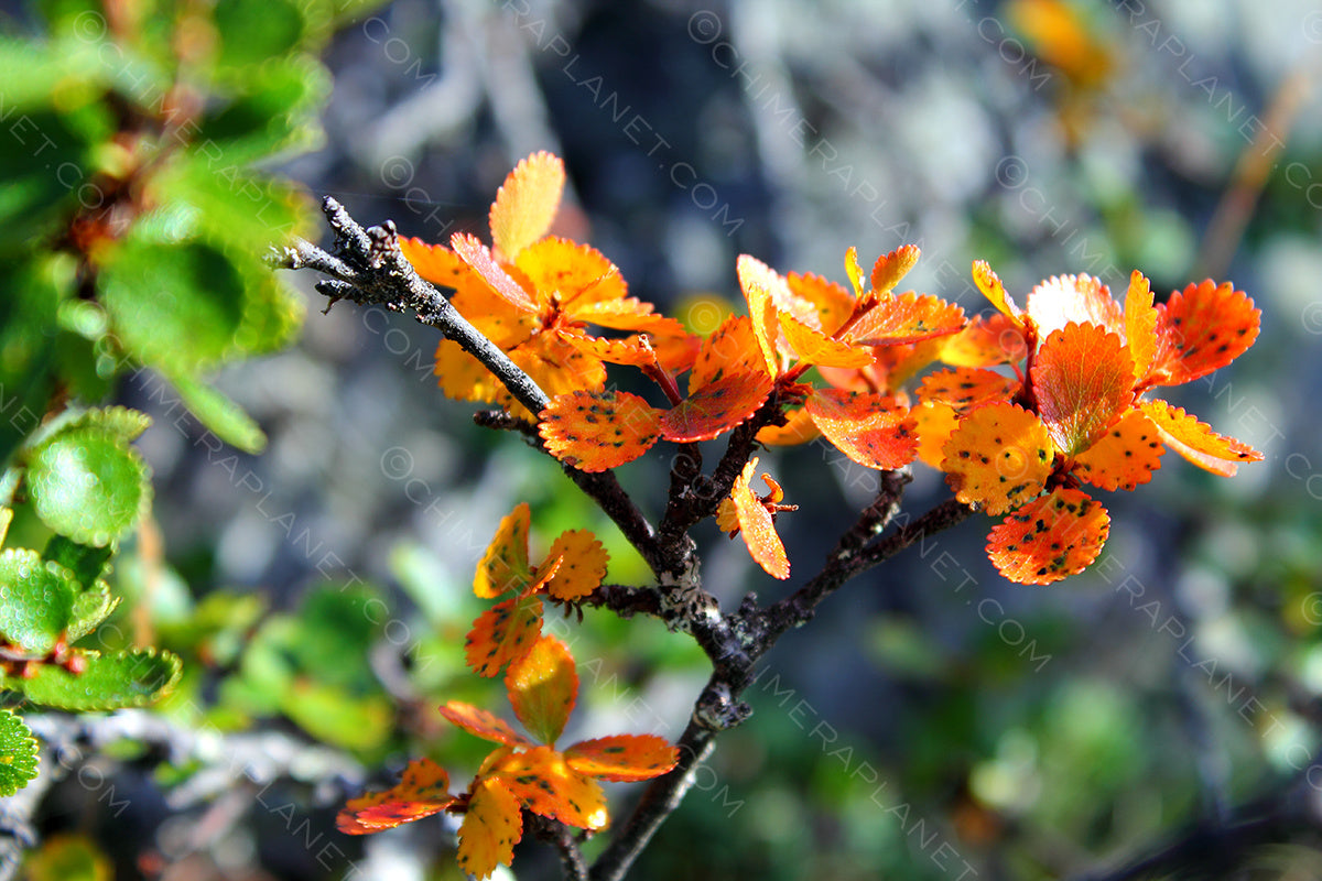 Orange arctic leaves